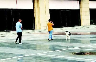 违规|用“文明之绳”拴住违规养犬