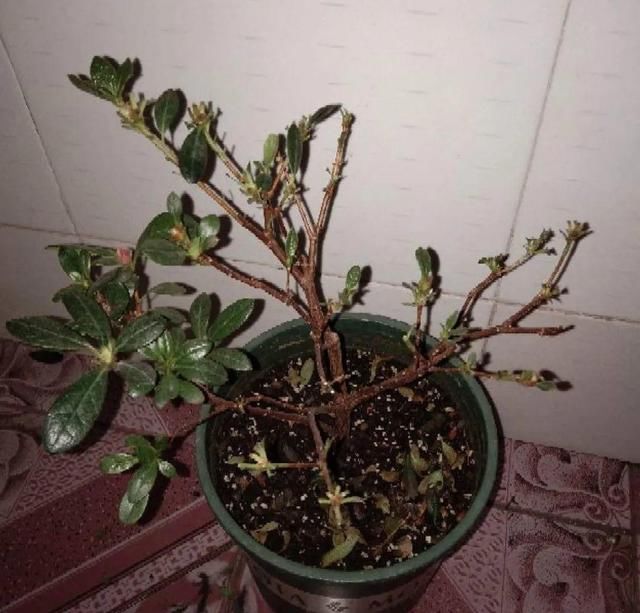  新芽|花养成光杆司令，赶紧这么救，3天冒新芽