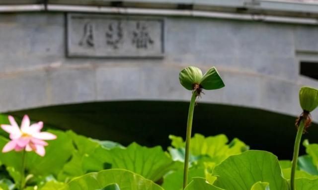 记录在案|偷摘并蒂莲蓬游客被“记录在案”！两年内这些活动将受限→