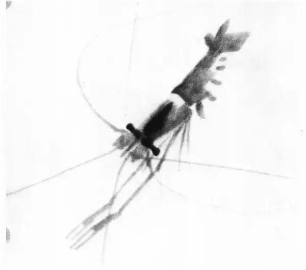  画法|怎么画鱼虾蟹蛙、写意《趣》画法