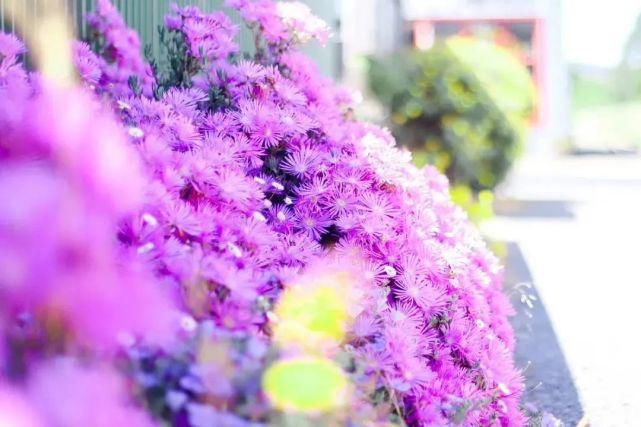  风景|塔斯马尼亚 | 世界尽头那颗绿色的心，是我念念不忘的风景