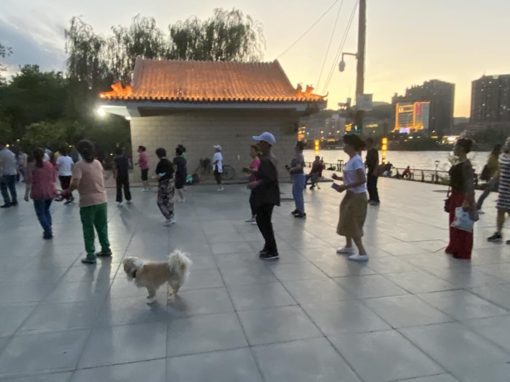 煞风景|不文明旅游曝光台丨不文明遛狗行为煞风景