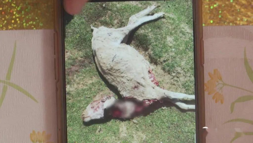  野生|内蒙一地，野生群狐深夜入羊圈，咬死27只羊！