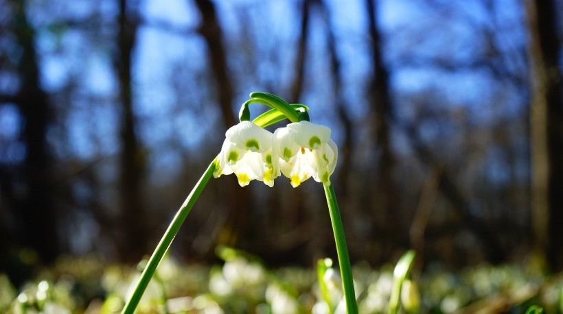  生肖|爱情运势上上签！4生肖红鸾星动，八月收获好爱情，注定要脱单！