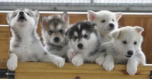 案件|南澳夫妻与宠物狗举止不当,视频被警方偶然发现或判入狱10年