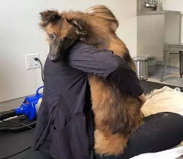  双腿|狗狗被主人砍断双腿，被救后帮助残疾人治愈，真的令人心疼到想哭