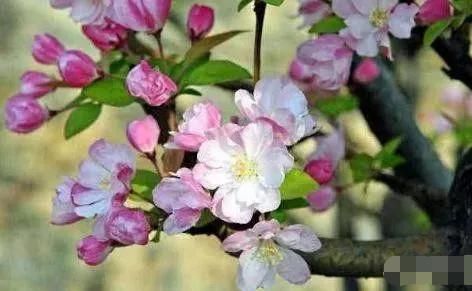  下个月|心理测试：选一朵海棠花，测你下个月会交什么好运呢？