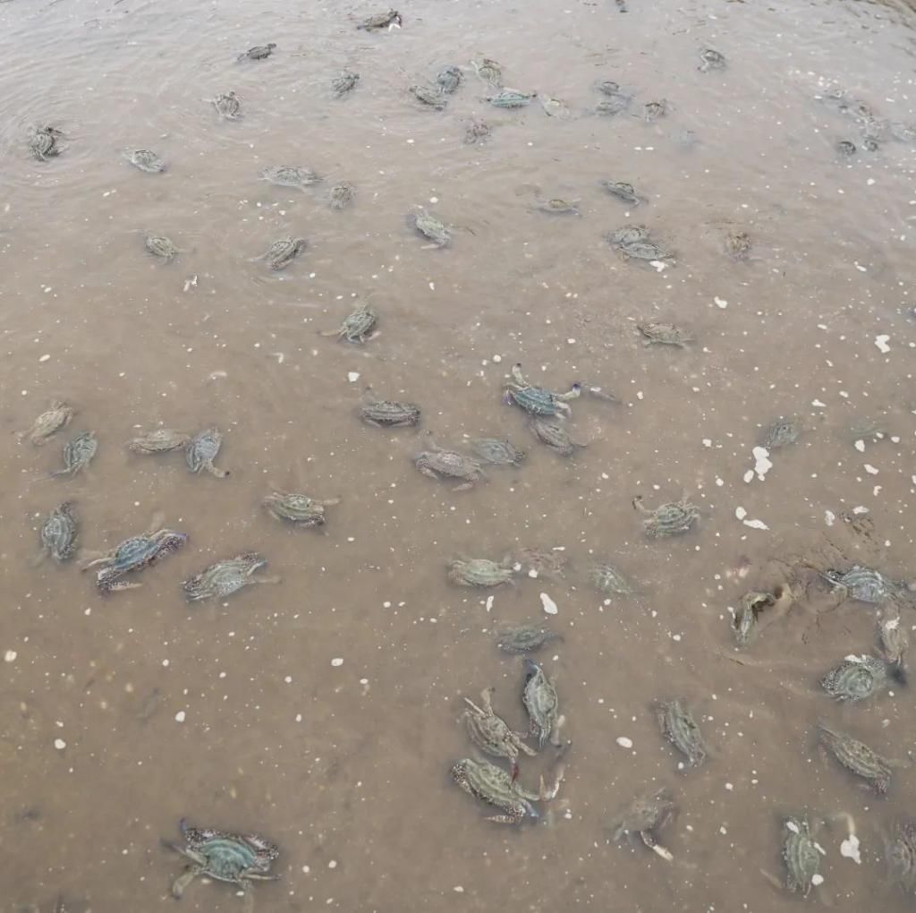  高质|梭子蟹“秋苗夏收”,有望在禁渔期产出高质蟹，期待不？