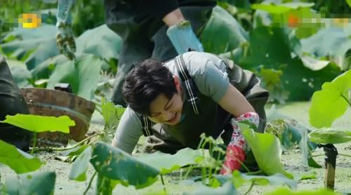  原因|《向往》挖藕被质疑作秀、糟蹋粮食，官方透露原因狠狠打脸