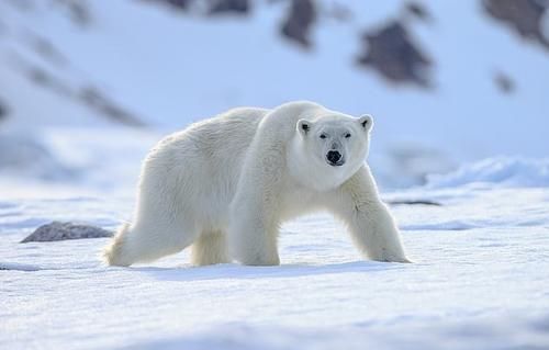 北极|男子北极露营半夜被北极熊撕咬而死,政府提醒游客随身携带枪支