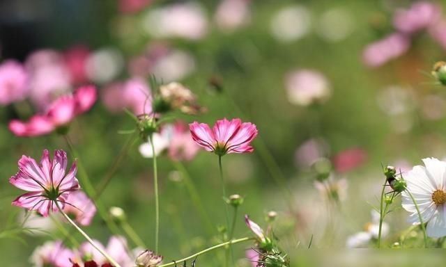  星座|天命好几大星座，遇事总有贵人帮忙，事事如意