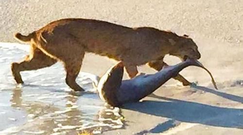 得知|山猫跳海后叼着一条鱼上岸,得知鱼的物种后拍手称奇