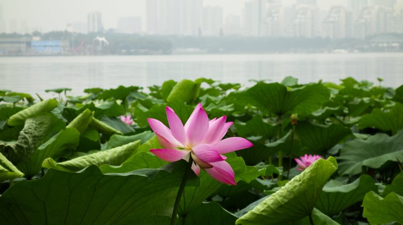  天里|未来10天里最好运的4大星座，爱情顺事业顺，只进财无外债
