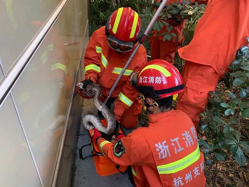  中心|杭州市中心公厕边，出现两条蟒蛇！消防员紧急出动