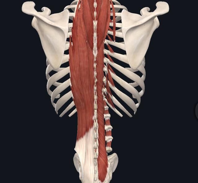弯腰|微弯腰没多久就会下背不舒服，这到底是怎么一回事呢？
