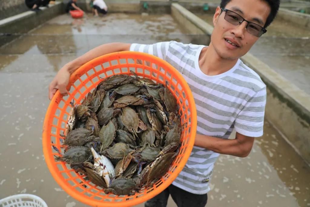  高质|梭子蟹“秋苗夏收”,有望在禁渔期产出高质蟹，期待不？