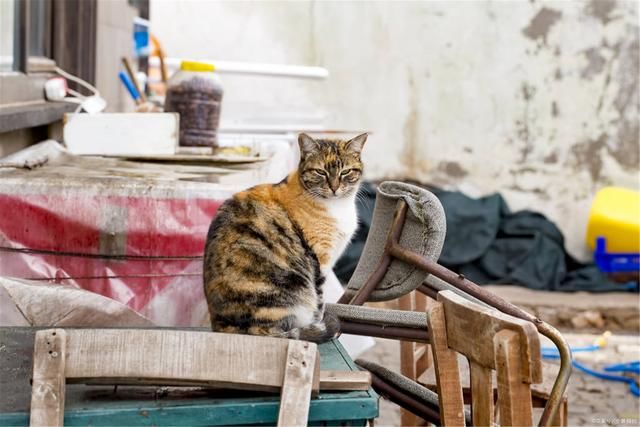  部门|「绊运猫舍」小区流浪猫哪个部门管