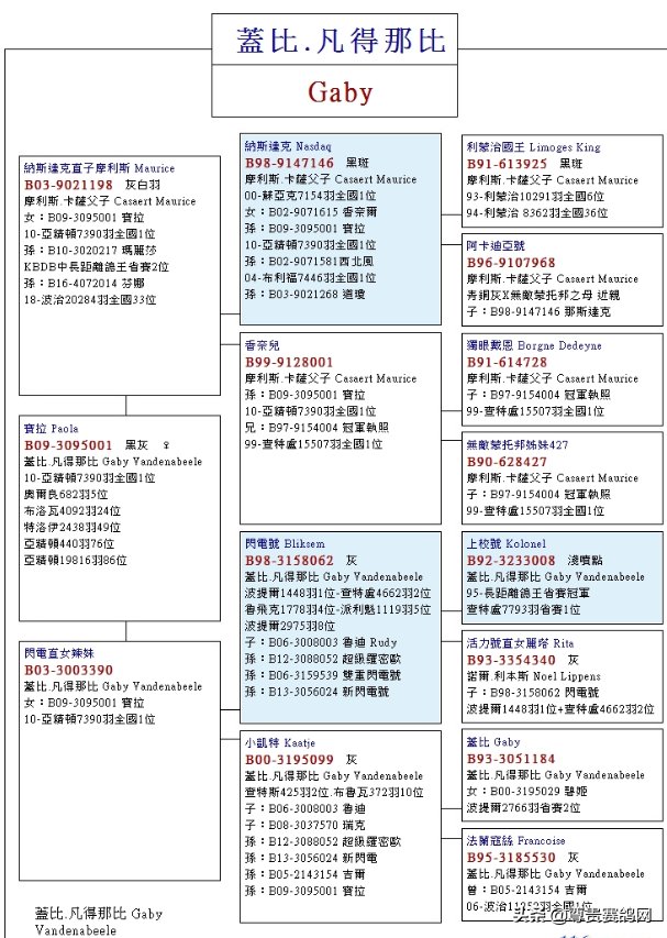 闪电|这可能是关于盖比大名鸽闪电号“前世今生”最齐全的资料