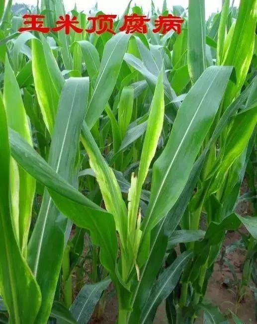  顶腐病|玉米顶腐病，别和药害搞混了！怎么区别？