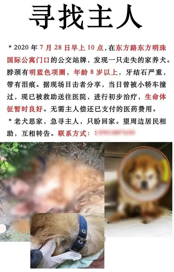  老年|老年宠物犬被遗弃，警方传唤养犬人：罚款五百元，吊销犬证