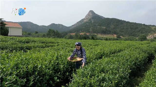 进来|Hi视频丨世界纬度最高的绿茶长得么样，进来看看……