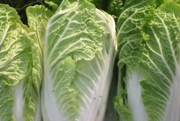 受益|白菜的“死对头”，两者不能一起吃，不然没病找病，早知早受益