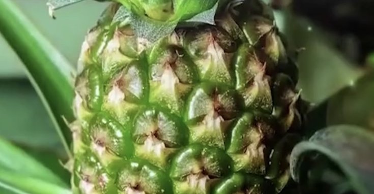 植物|养护植物,吃完的水果别急着扔,留下籽便能种出可爱的植株