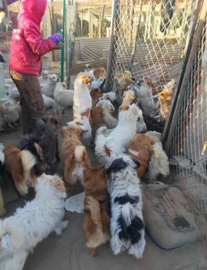  选择|看到别人把两只狗从车上扔掉，她选择这样做...