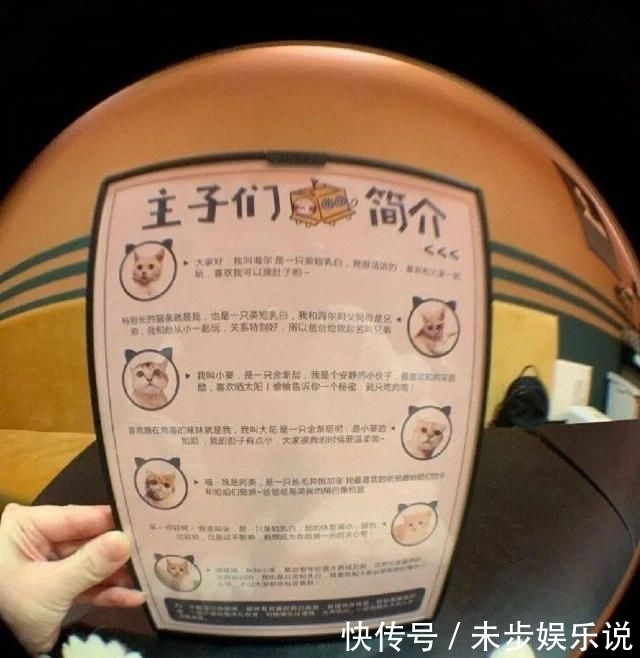  咖馆|网红猫咖馆背后的隐患！！！