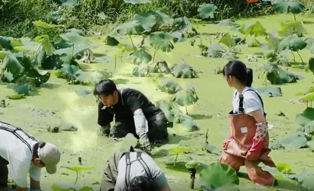  救护车|《向往》嘉宾挖藕，镜头无意间照到远处的救护车，节目组太用心了