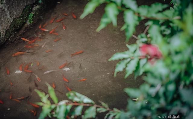  带走多少|无限量捞鱼还能免费全带走！这个暑假太行山自驾游，带娃去虎山