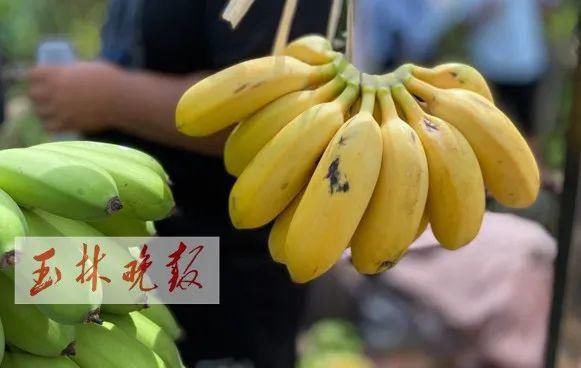 仁东镇鹏垌|令人骄傲！玉林这些地方的变化真大