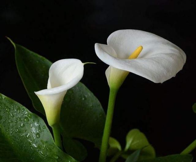  喝茶|“过得好坏，一看就知”：日子过得好的人，喜欢做四件不起眼的事