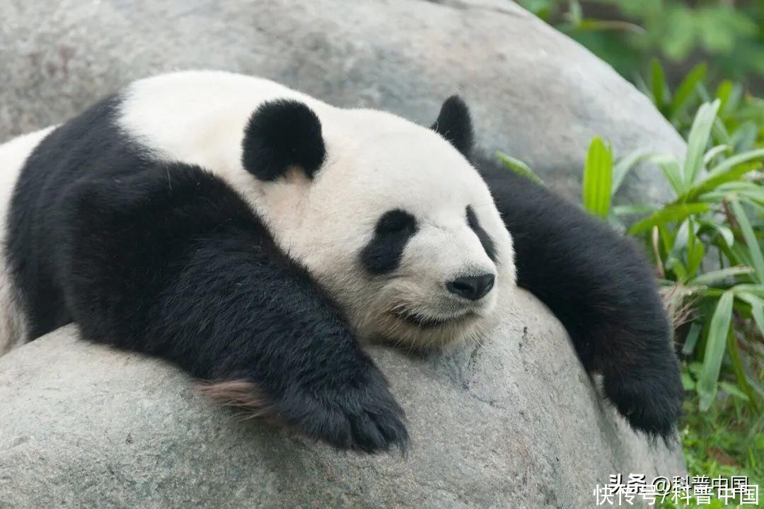 大熊猫为什么不需要冬眠(大家都是熊，为什么只有大熊猫不用冬眠？)
