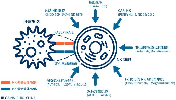  NK|CAR-T颠覆者？NK细胞疗法全球主要玩家进展剖解