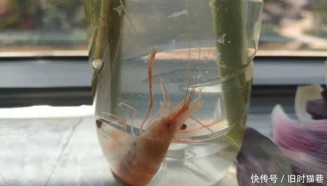 本事|如果有人因你长的太丑给你200块,你会接受吗?这是凭本事拿的