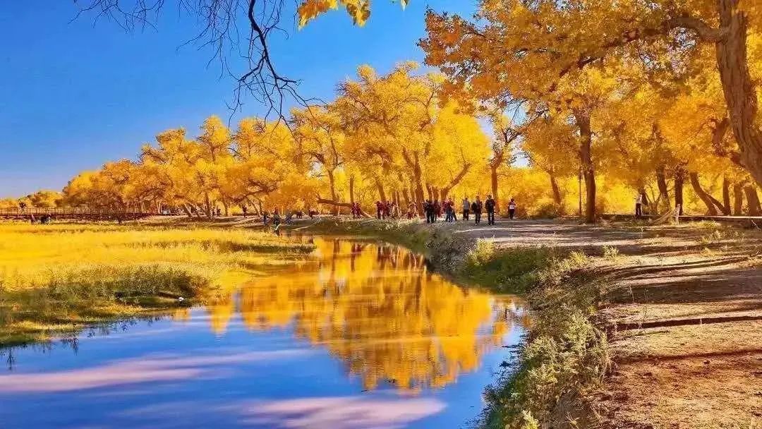  核桃|胡杨林黄了，乘“宝山号”包机去看新疆美景