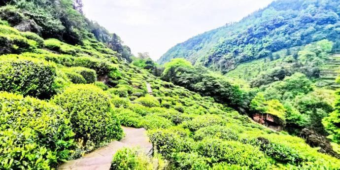  张家沟|阅读雨城丨寻茶张家沟