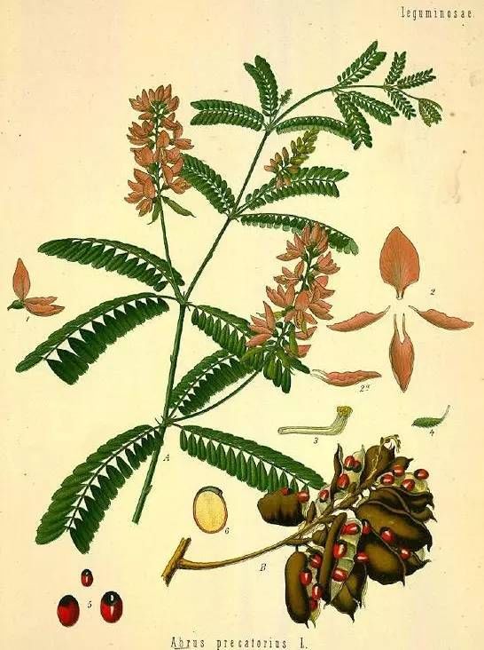  鸡母珠种子|一颗要命，“相思”有毒！男子半夜误喝十几颗，然后……