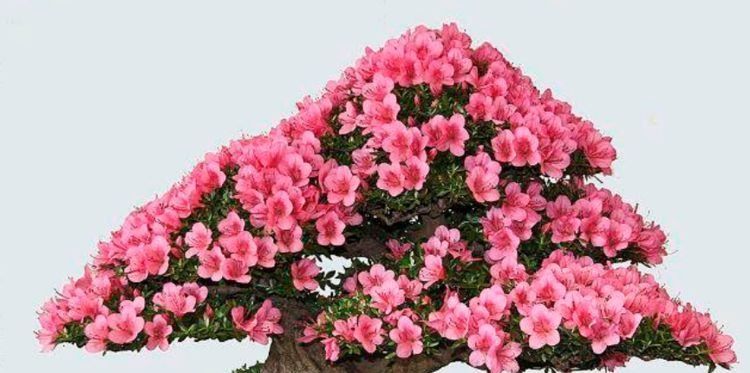  开花|4种花很耐养，沾土就能活，易爆盆，花开不断，还能旺财！