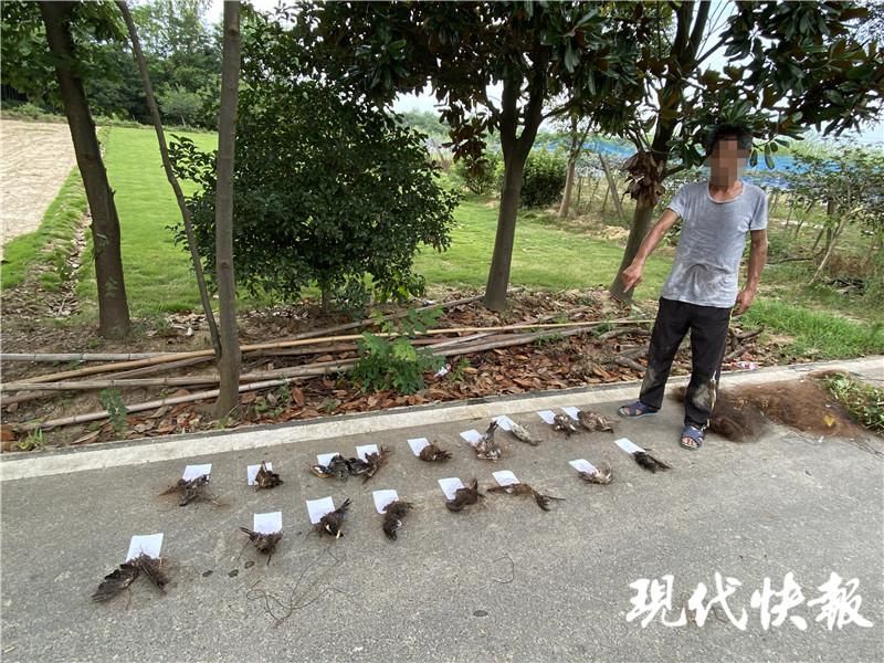 惨遭毒手|小鸟啄食葡萄遭园主报复，30多只惨遭毒手