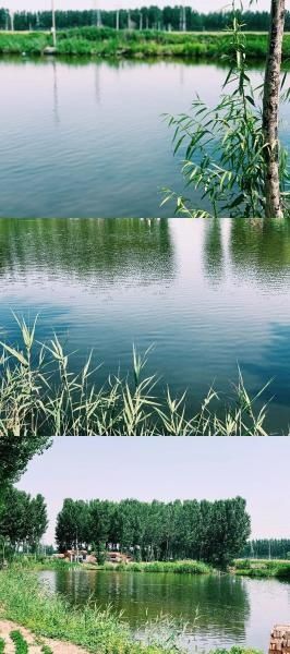  夏天|【津评乐】遇见夏天，醉美卜庄