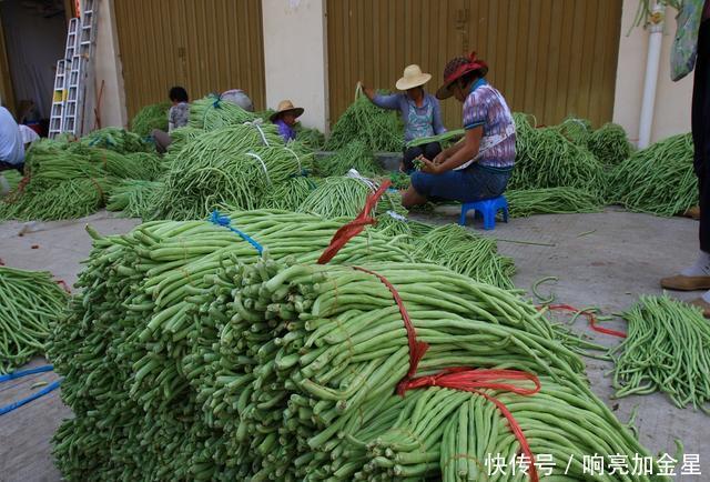  我家|这菜我家每年晒10斤，缠在猪肉上小火炖一锅，菜鲜汁浓，家人爱吃