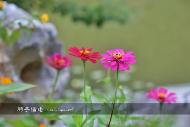 仙气|穿上汉服穿越时空，这个葛仙村果然有“仙气”