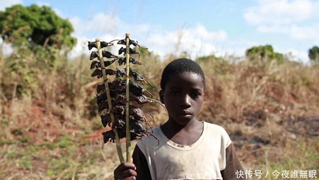 图片来自网络|这里的孩子早早辍学，每天去田里抓老鼠只为一种美味