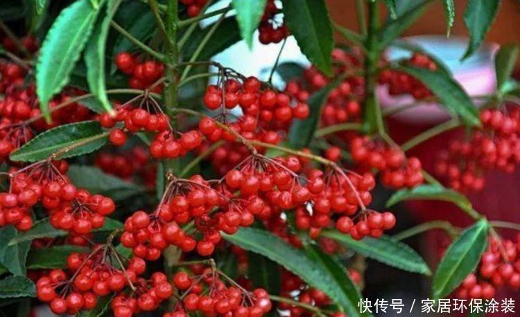  财运|自带福运的4种花，开花漂亮财运来，盛开时繁花似锦