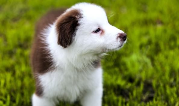 生肖|家中若有以下4大生肖，运气旺喜事多，财神进家门数钱到手软！