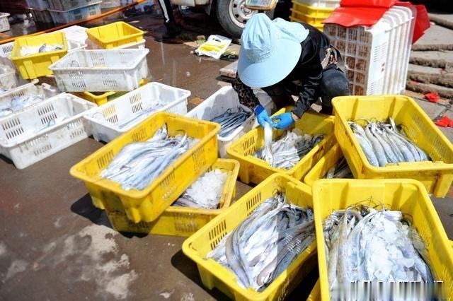 开海|开海后大渔船回来 海鲜堆满码头 价格比禁渔期便宜不少