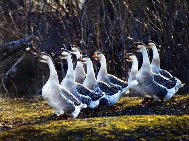  啃着|人生就像啃鹅头：啃着啃着，就有了高潮