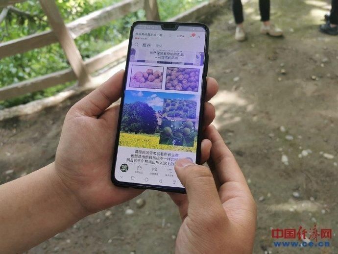 核桃|千年核桃“触网”收益多